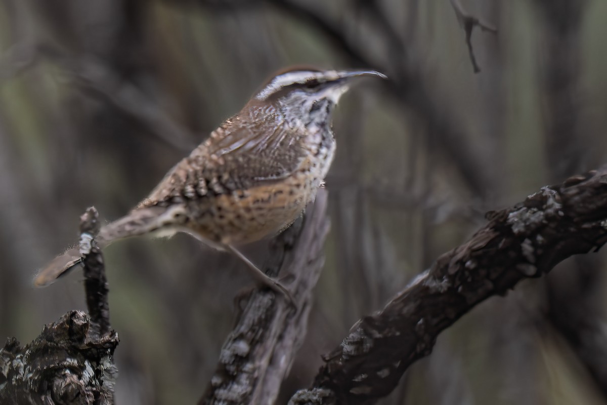 Cactus Wren - ML646647466