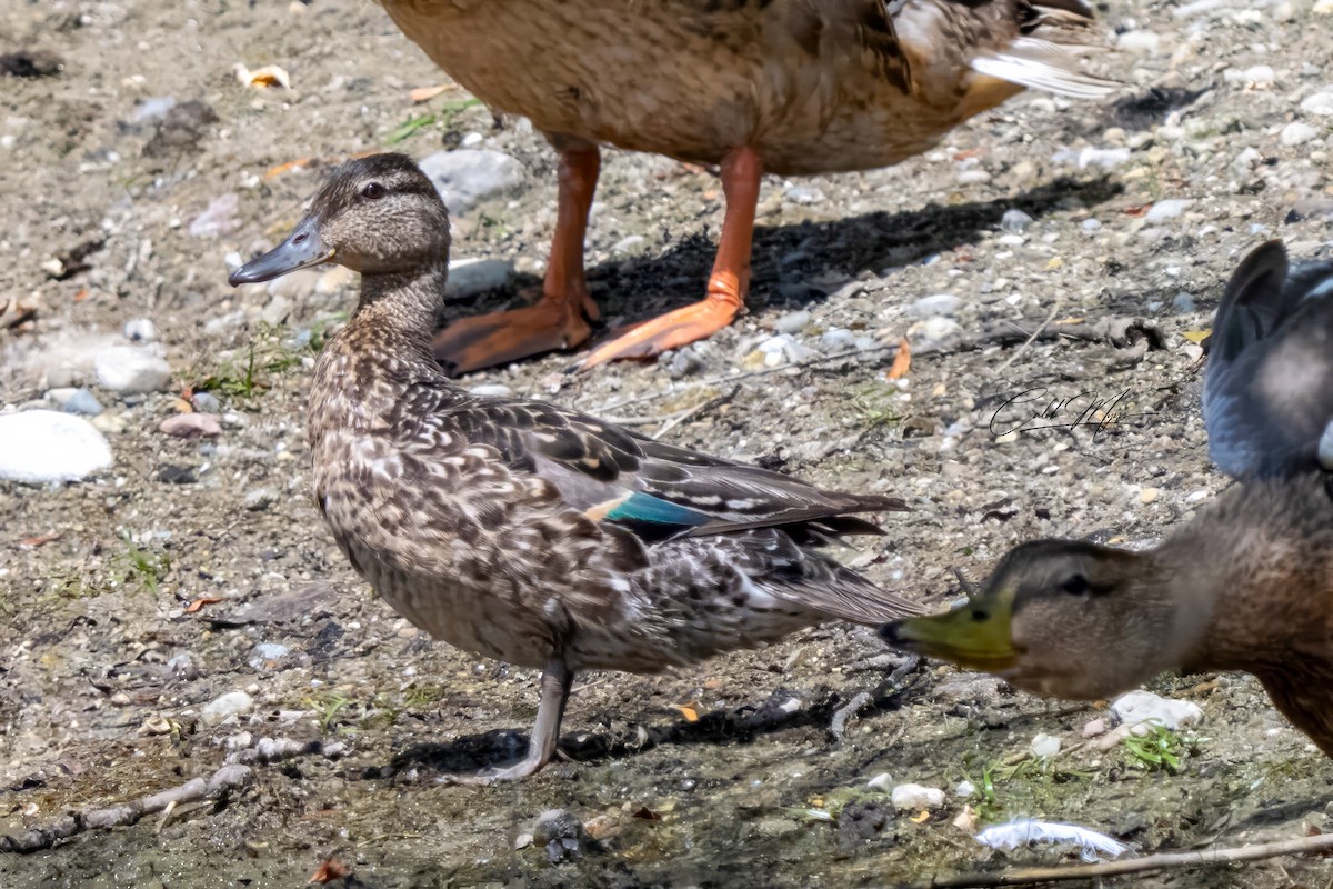 Green-winged Teal - ML646647467