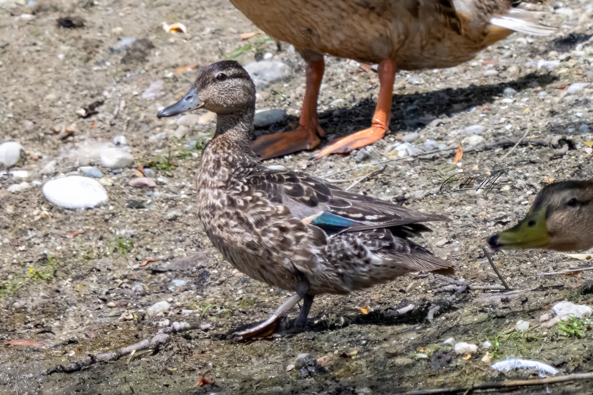 Green-winged Teal - ML646647468