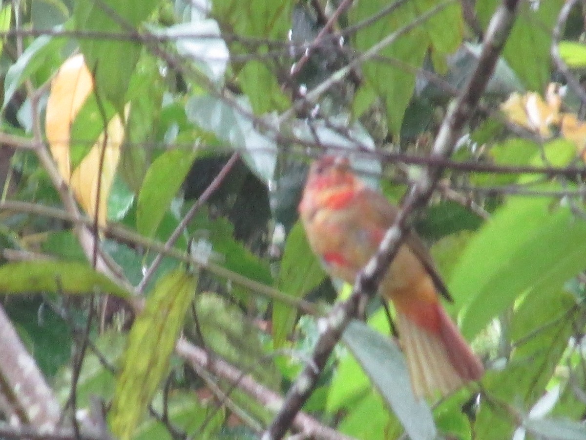Summer Tanager - ML646647473