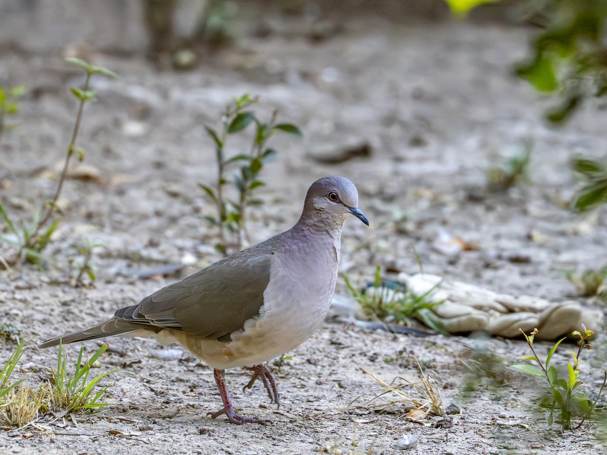 White-tipped Dove - ML646647477