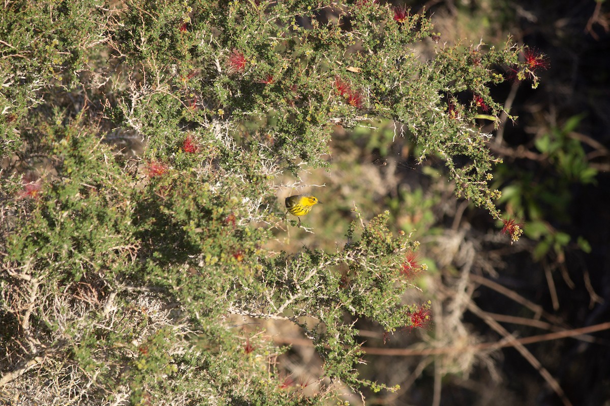 ホオアカアメリカムシクイ - ML646647482