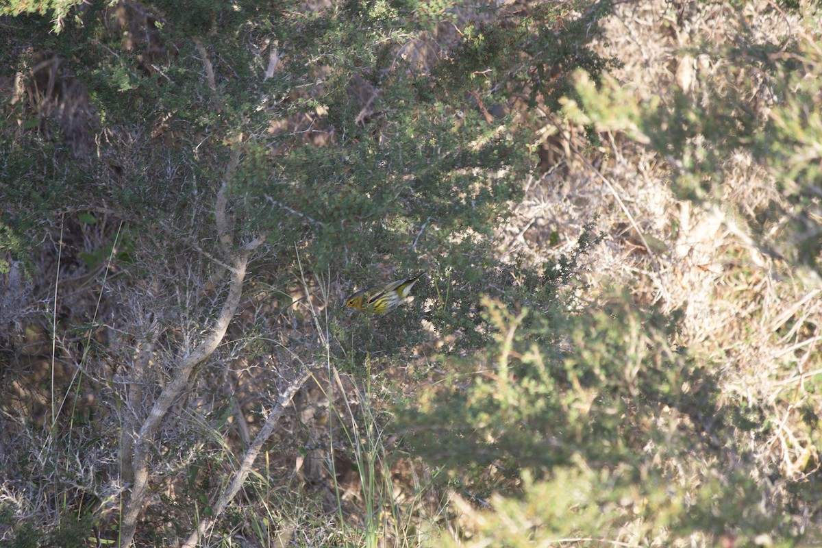 ホオアカアメリカムシクイ - ML646647483