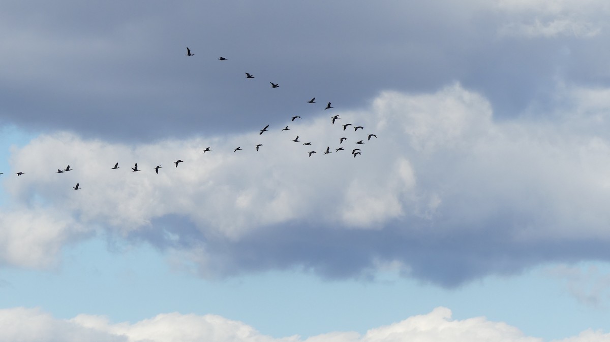 Great Cormorant - ML646647484