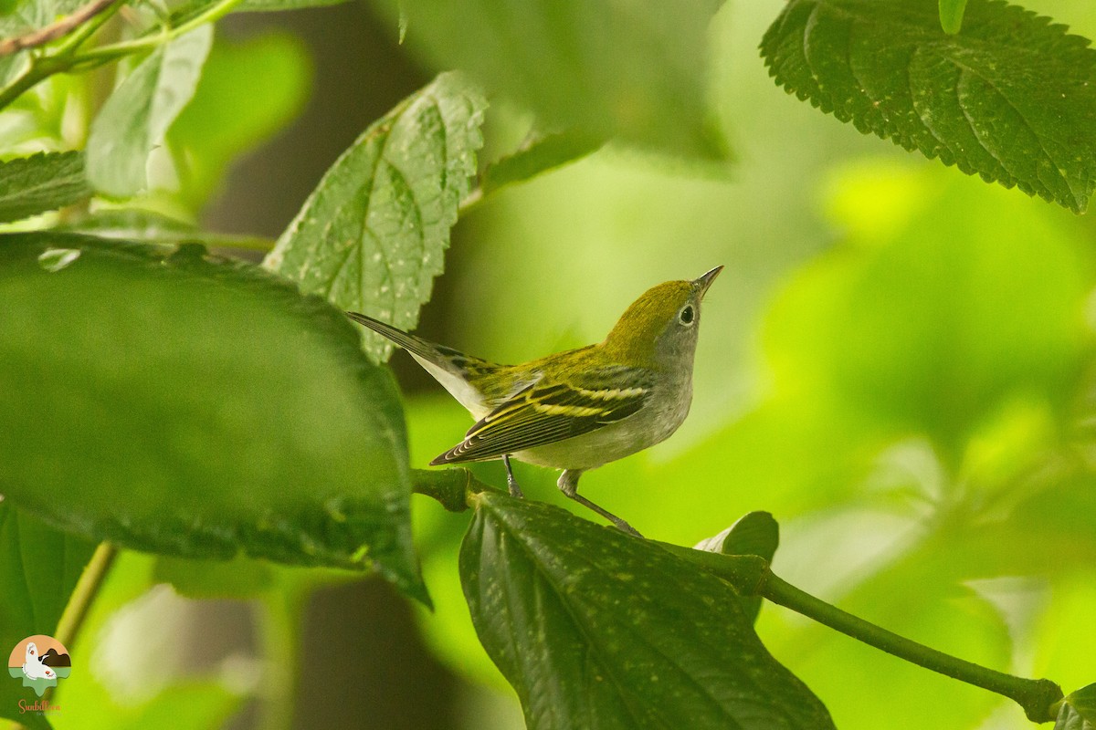 Chestnut-sided Warbler - ML646647485