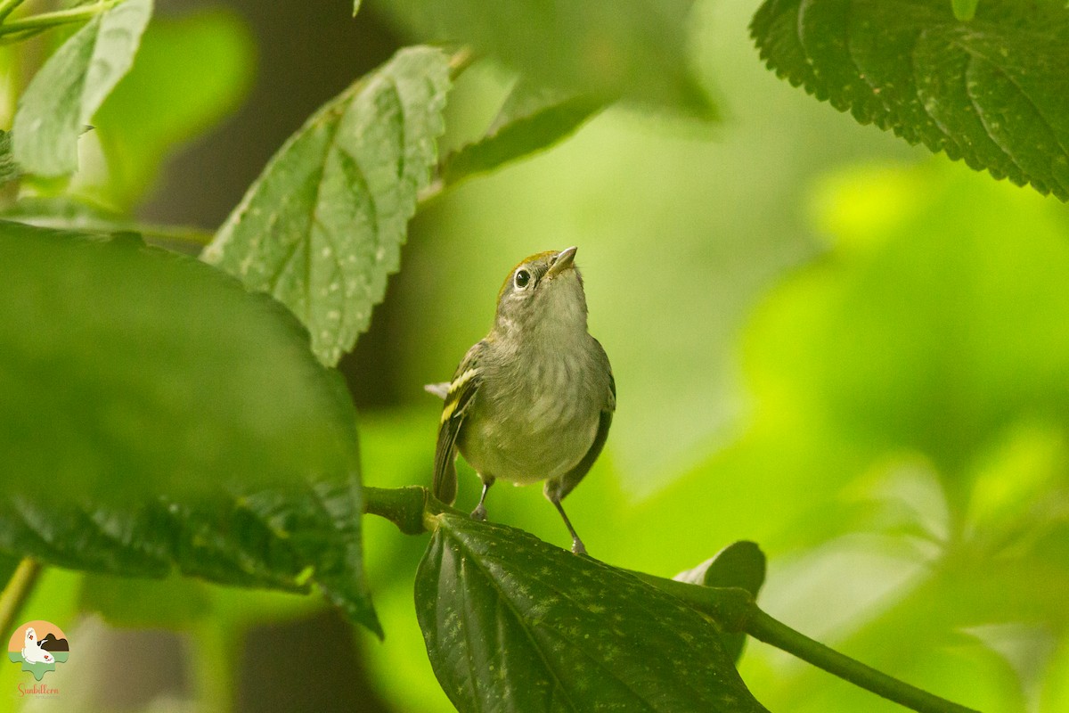 Chestnut-sided Warbler - ML646647487