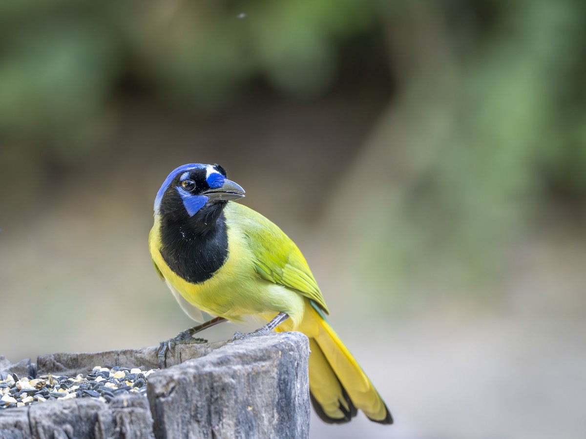 Inkablaurabe - ML646647489