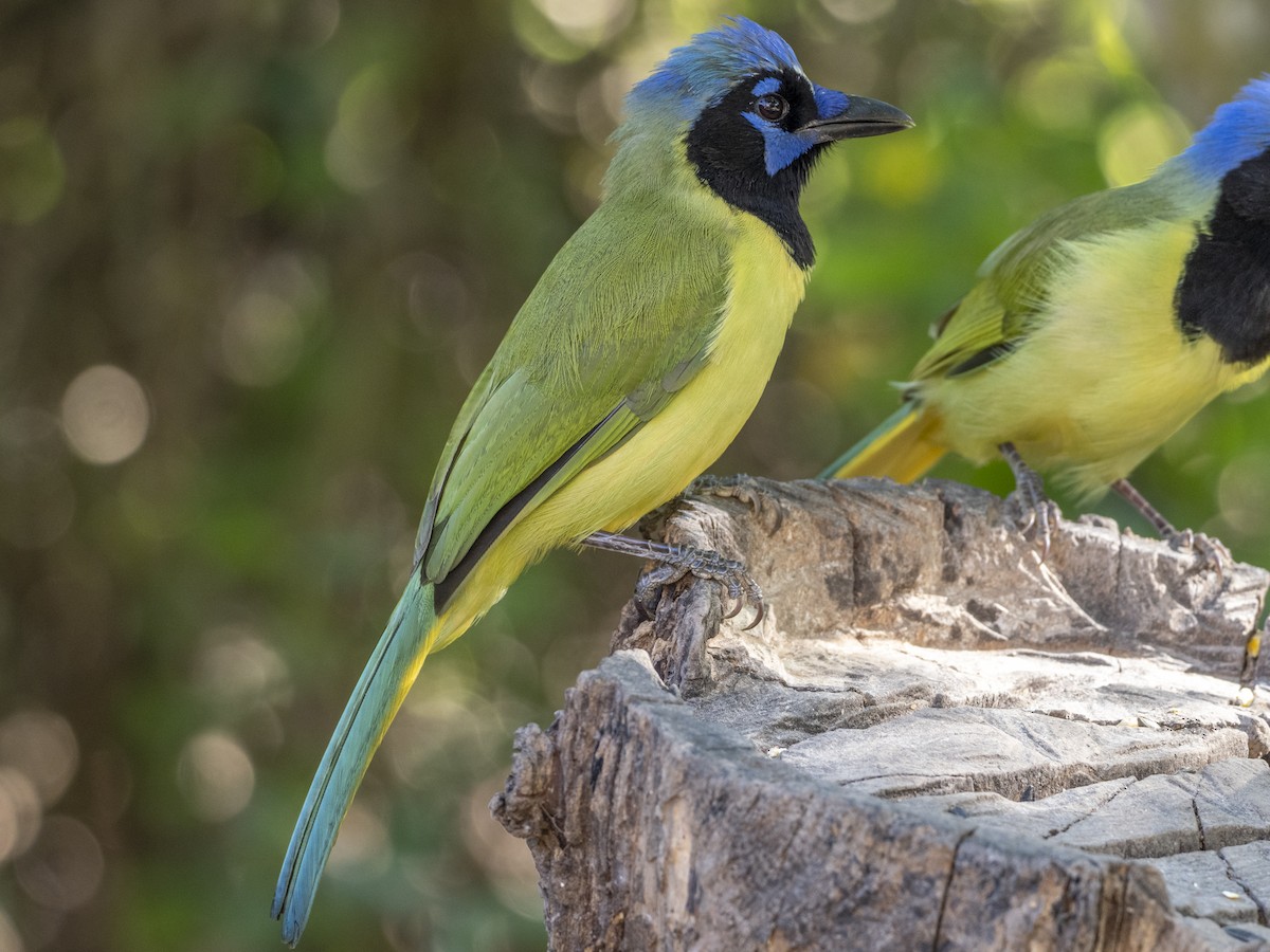 Inkablaurabe - ML646647491