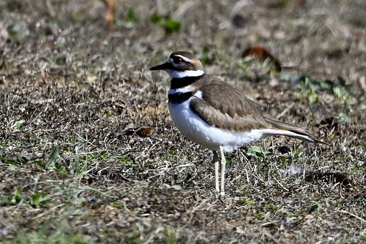 Killdeer - ML646647494