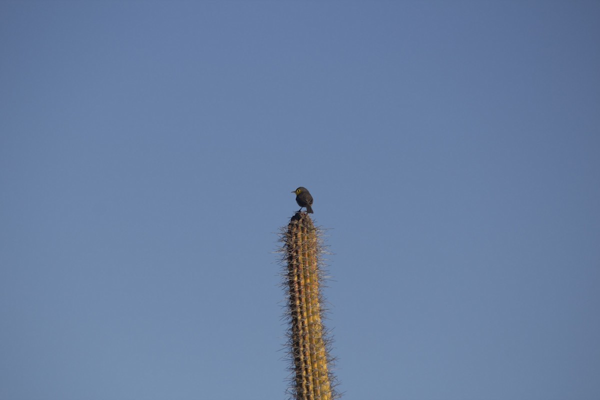 ヒガシキューバムシクイ - ML646647497