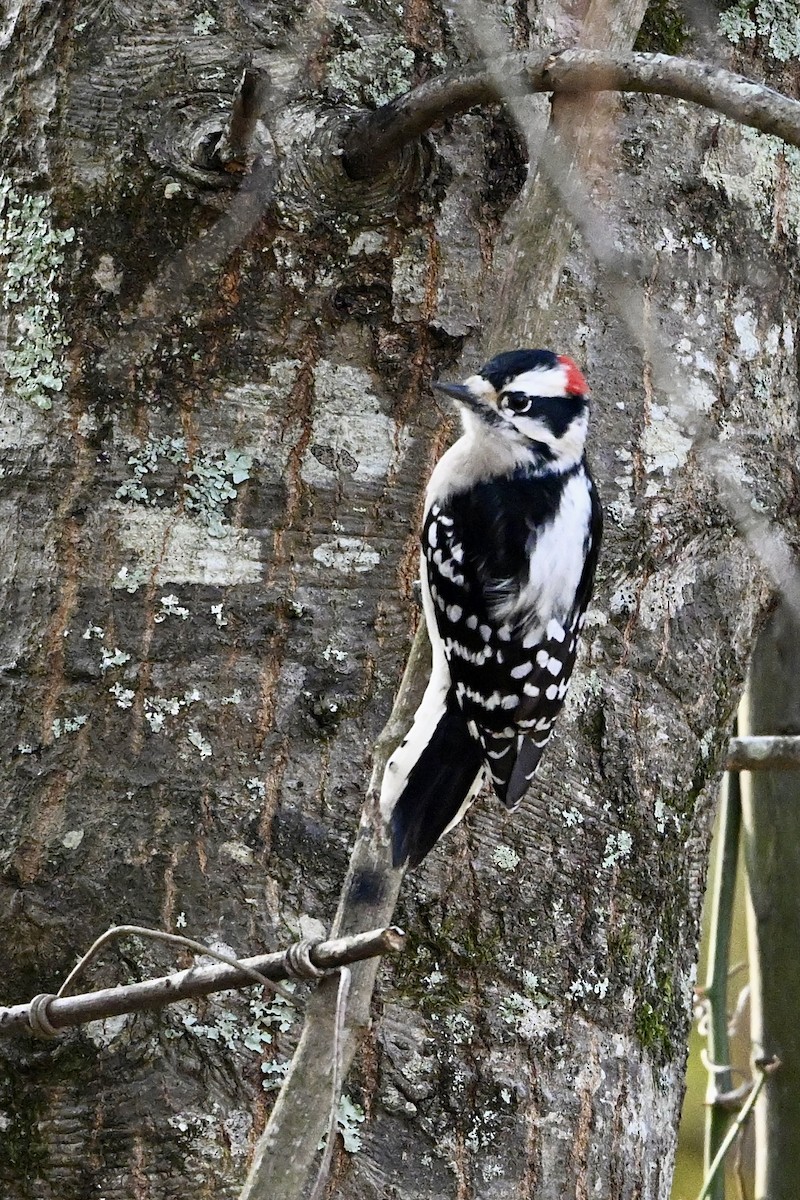 Downy Woodpecker - ML646647498
