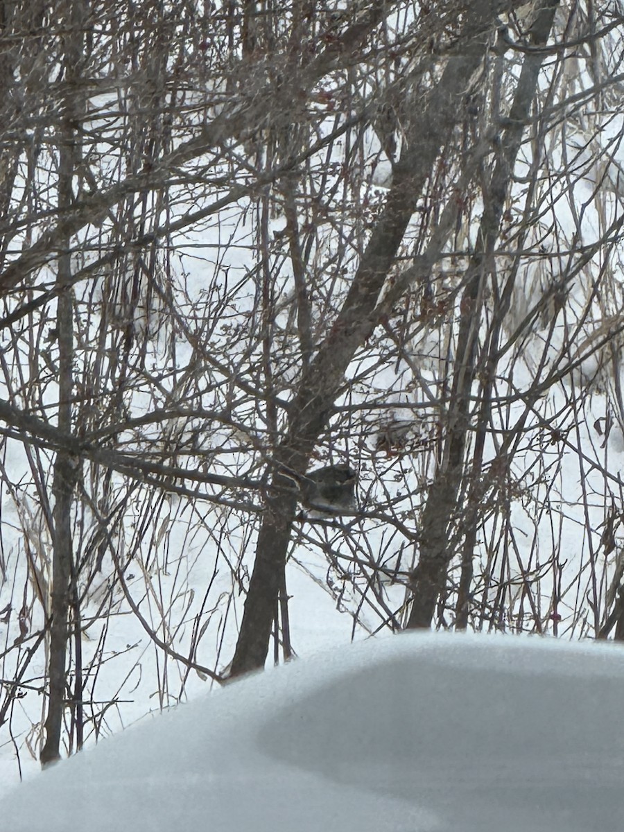 Dark-eyed Junco (Slate-colored) - ML646647500