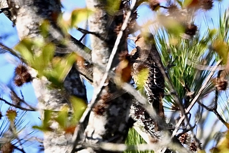 Northern Flicker - ML646647505