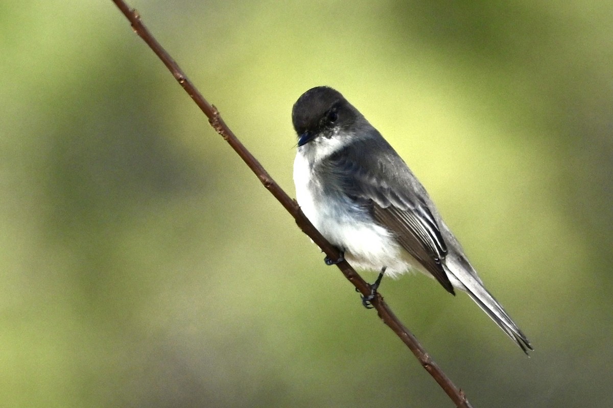 Eastern Phoebe - ML646647508