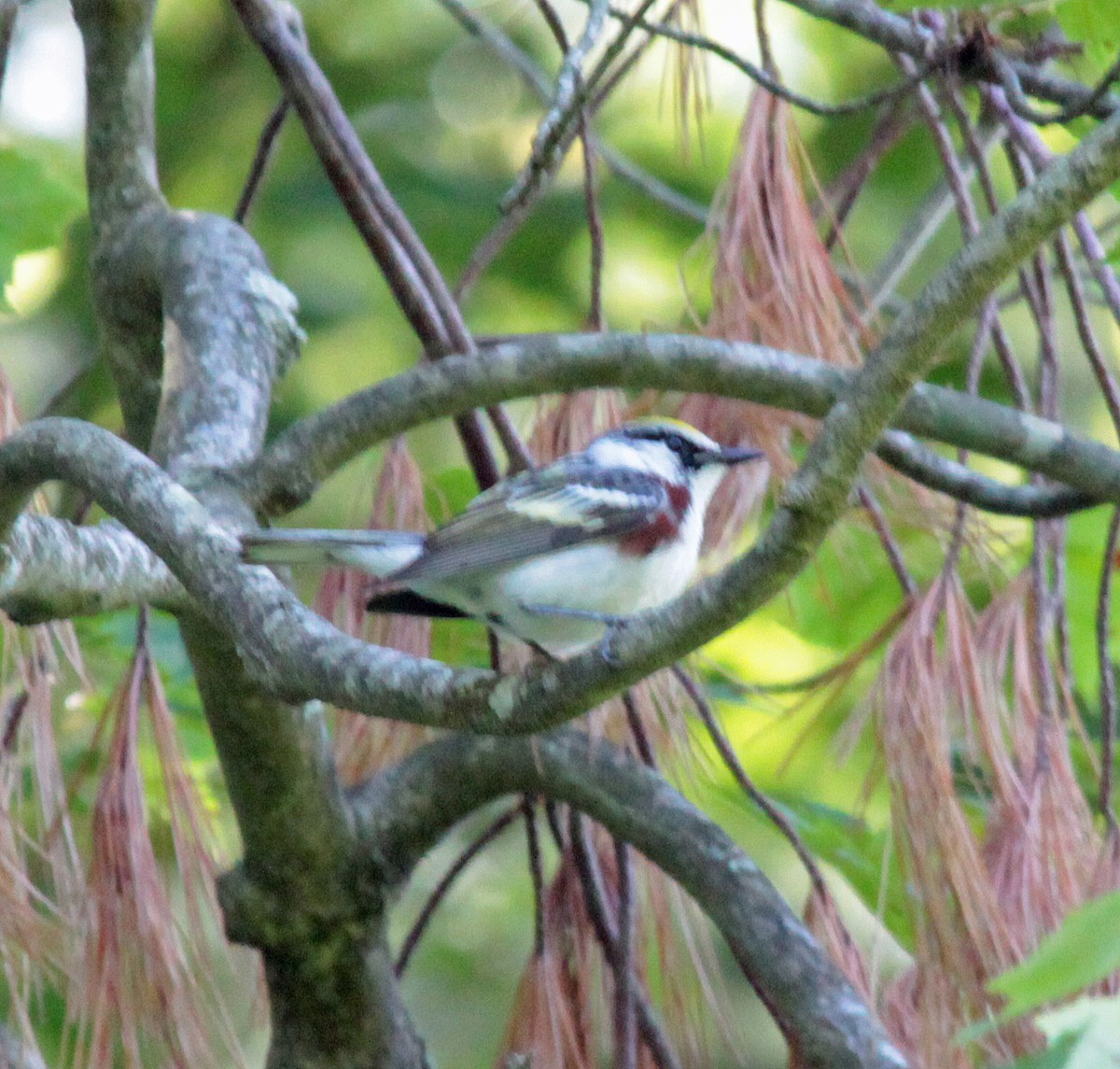 Chestnut-sided Warbler - ML646647510