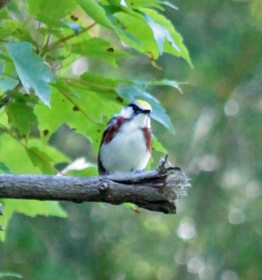 Chestnut-sided Warbler - ML646647511