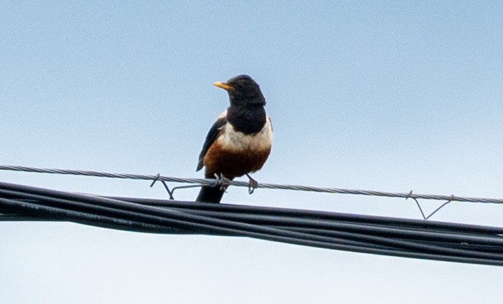 チャイロツグミ - ML646647512