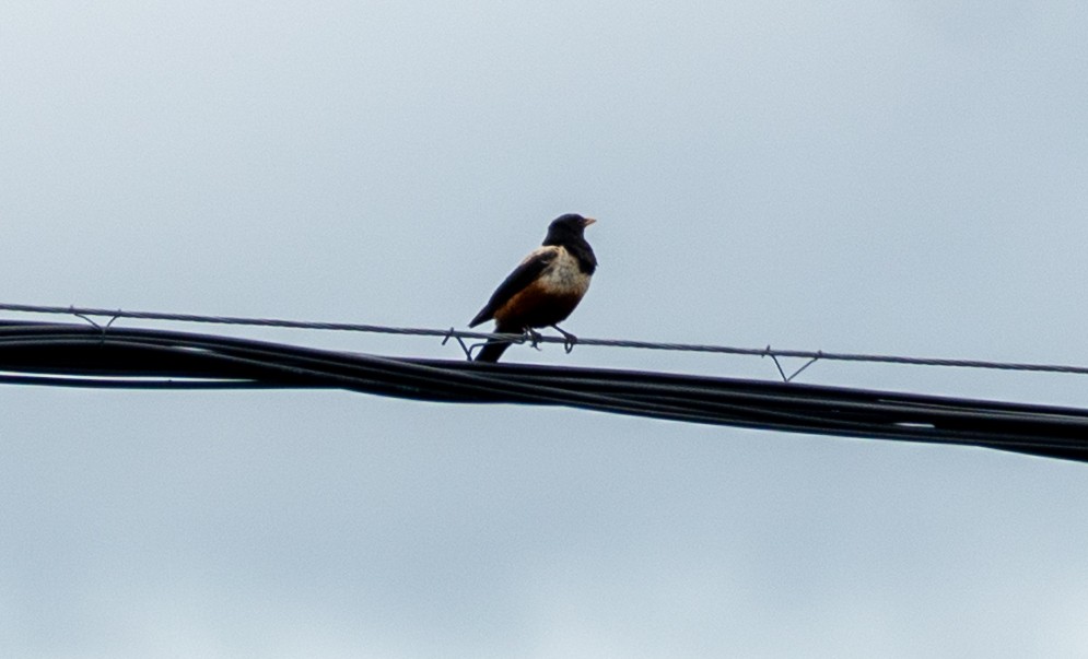 チャイロツグミ - ML646647513