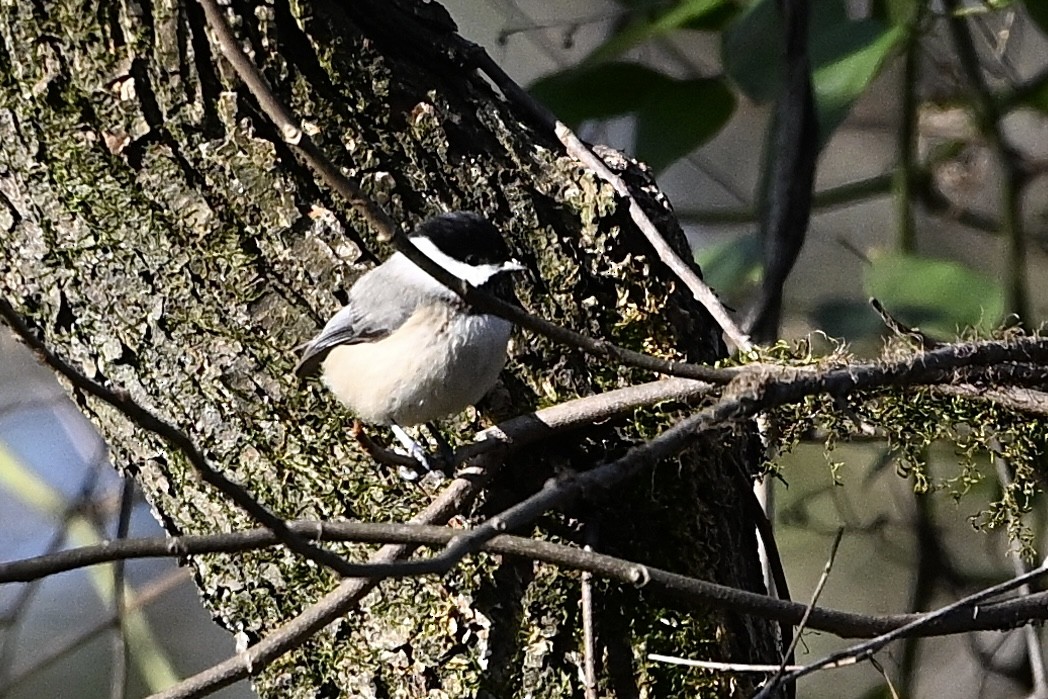 Carolina Chickadee - ML646647514