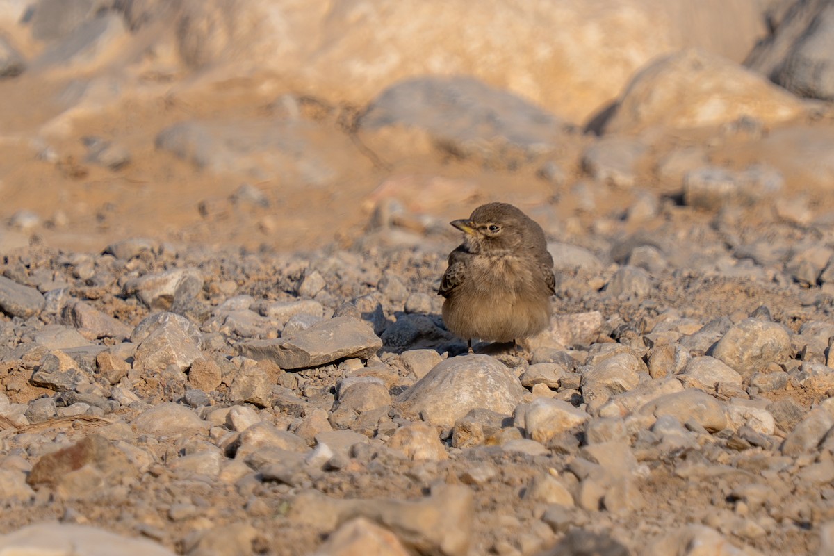Жайворонок пустельний - ML646647521