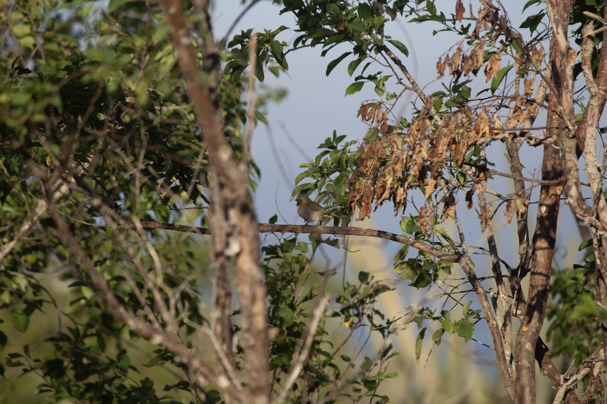 クビワスズメ - ML646647523