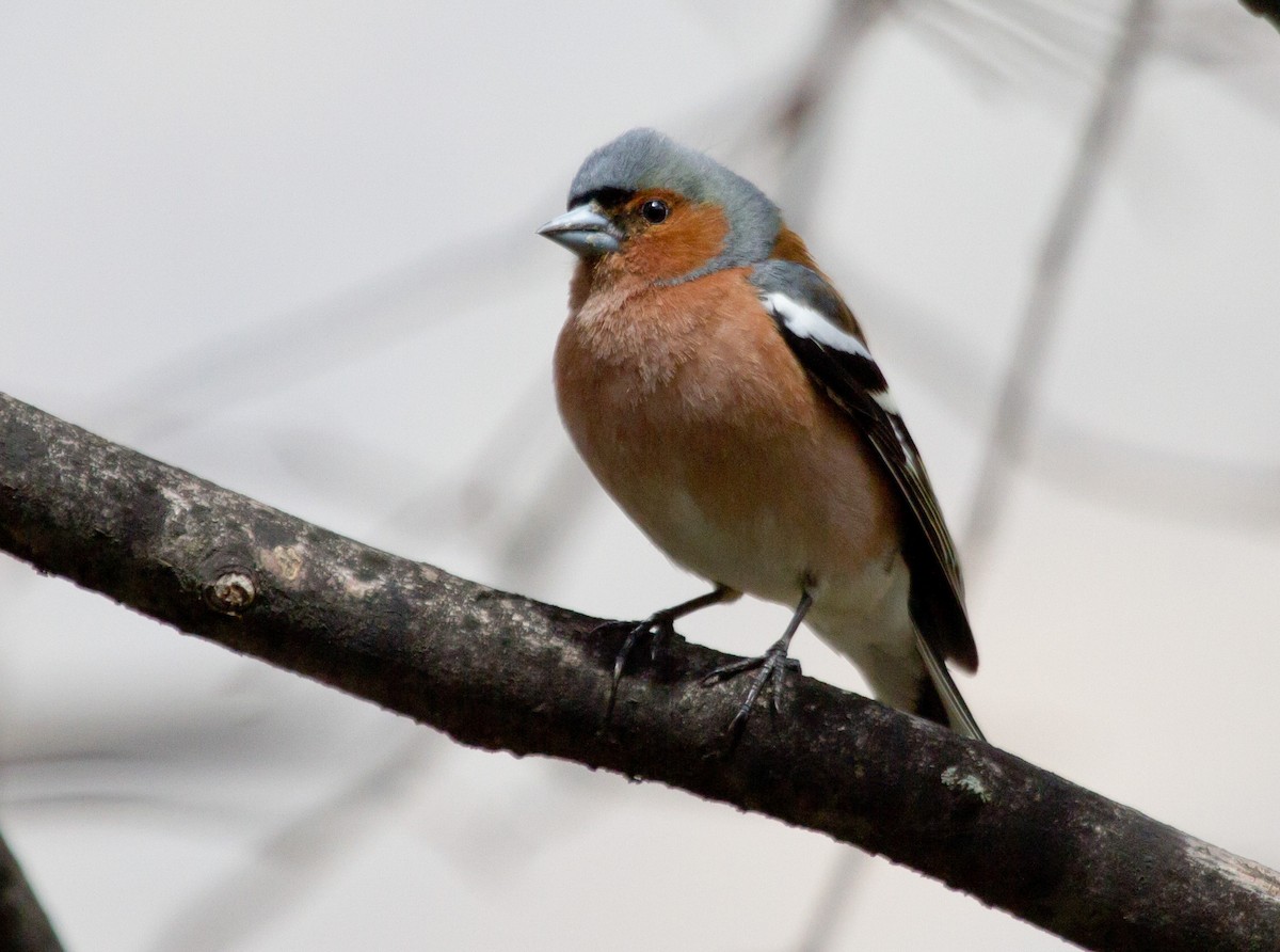 Pinzón Vulgar - ML646647524