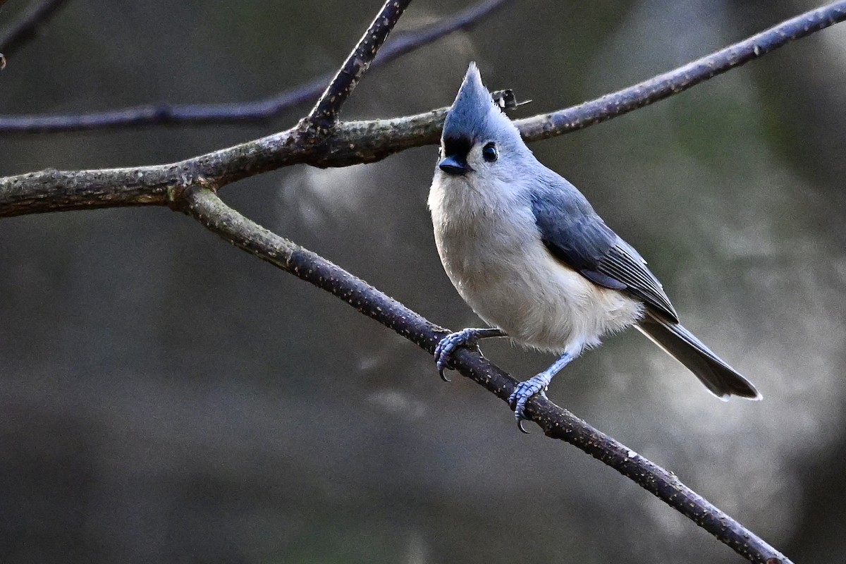 Tufted Titmouse - ML646647525