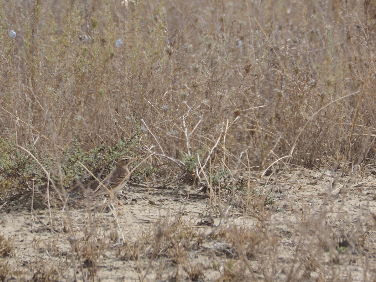 Greater Short-toed Lark - ML646647526