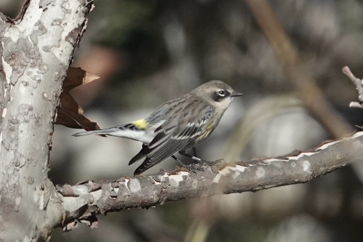 Yellow-rumped Warbler (Myrtle) - ML646647528