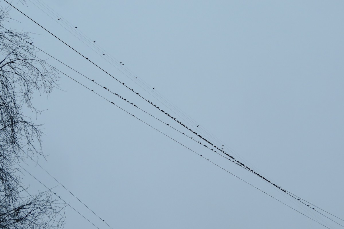 キレンジャク - ML646647530