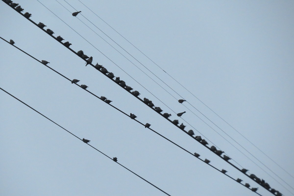 キレンジャク - ML646647531