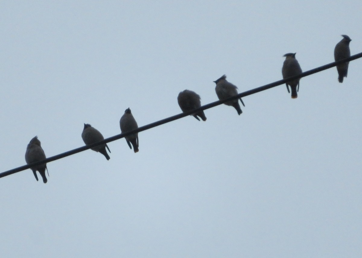 キレンジャク - ML646647532