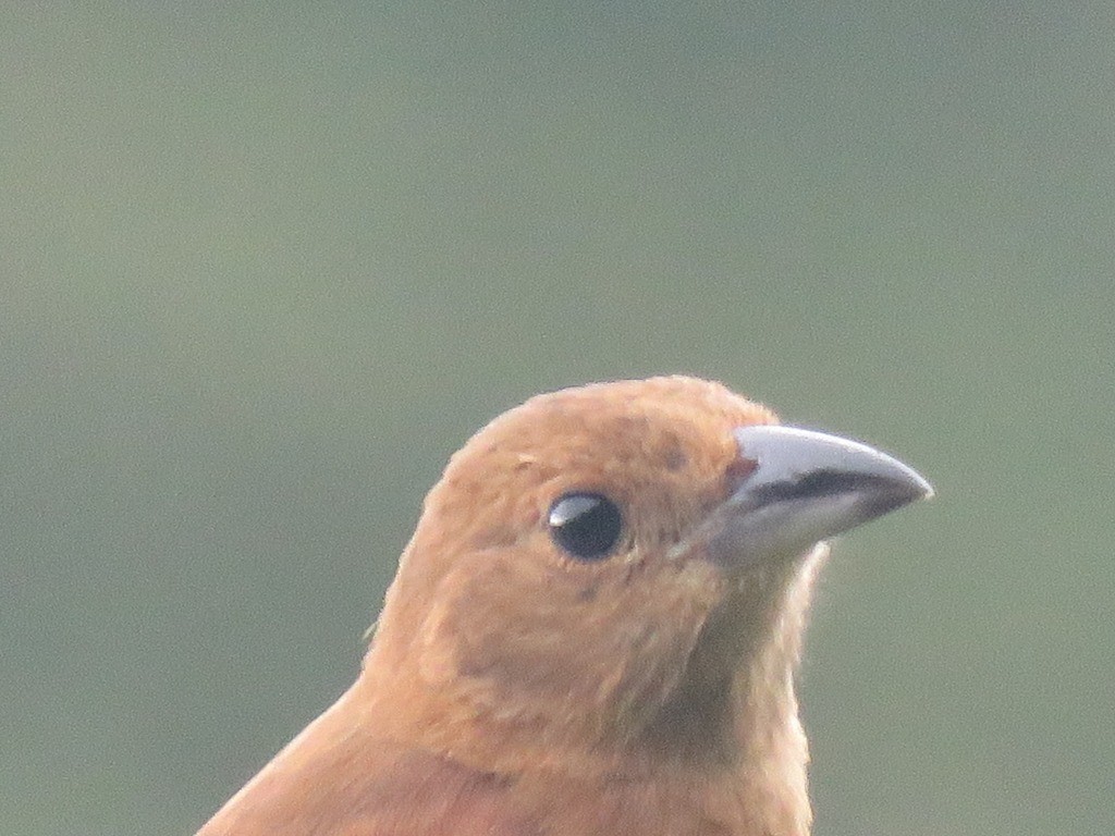 White-lined Tanager - ML646647534