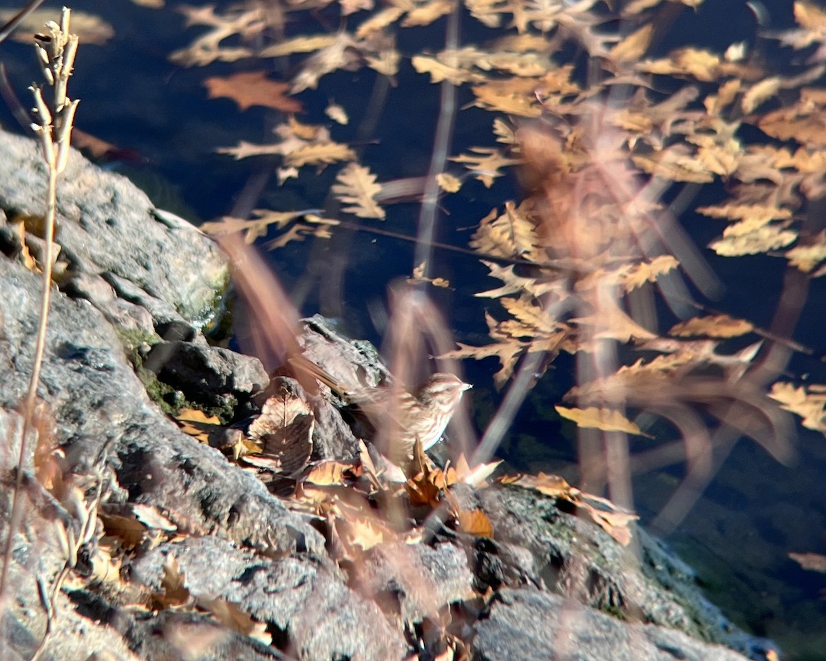 Chingolo Cantor - ML646647535