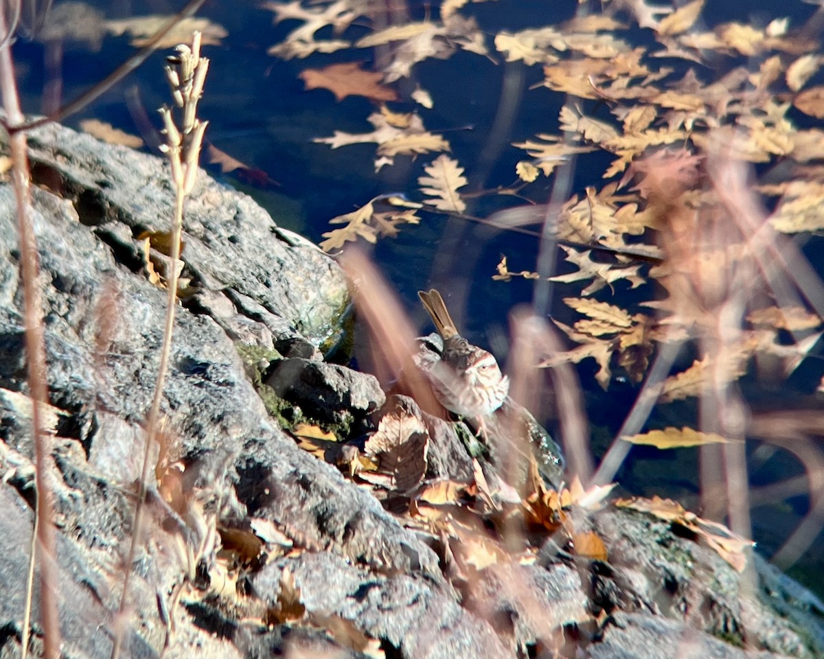 Chingolo Cantor - ML646647536