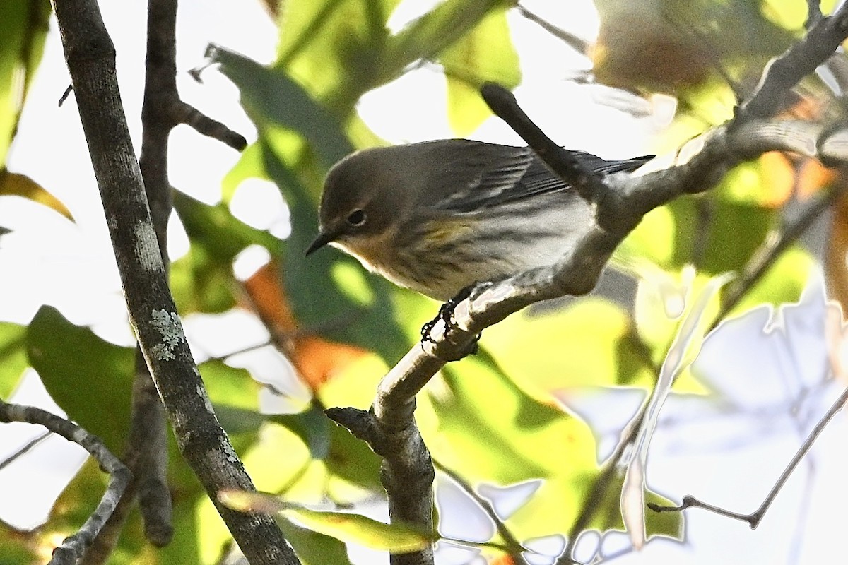 Yellow-rumped Warbler - ML646647537
