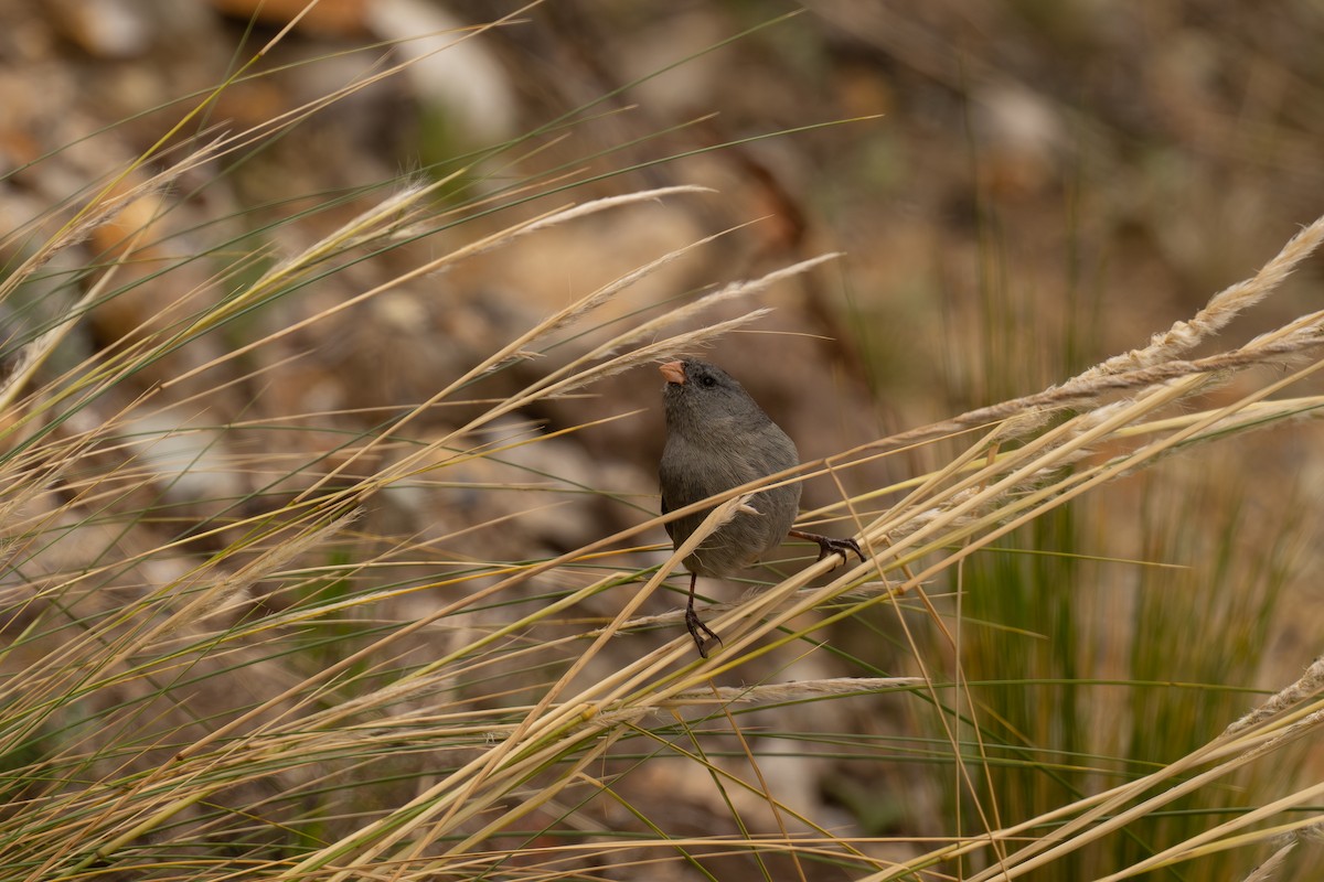 Plain-colored Seedeater - ML646647540
