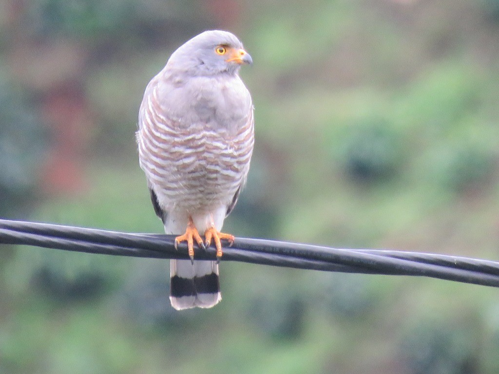 Roadside Hawk - ML646647541