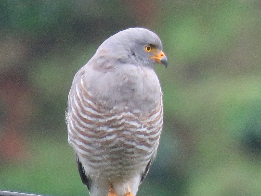 Roadside Hawk - ML646647542