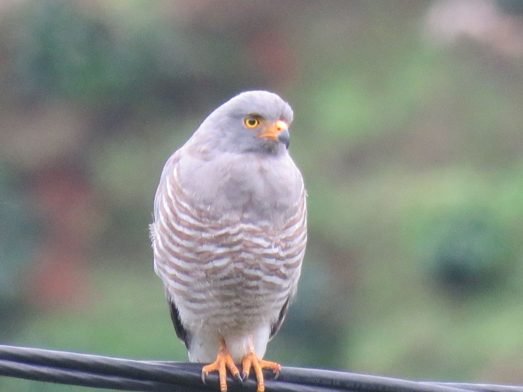 Roadside Hawk - ML646647543
