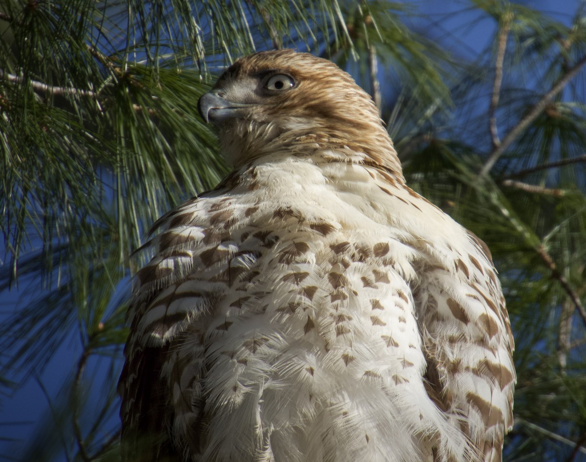Red-tailed Hawk - ML646647544
