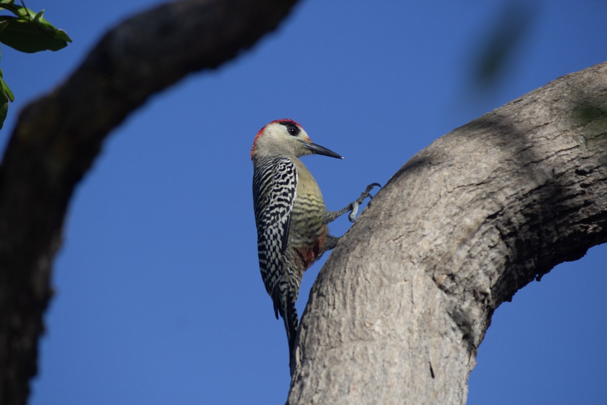 マユグロシマセゲラ - ML646647547