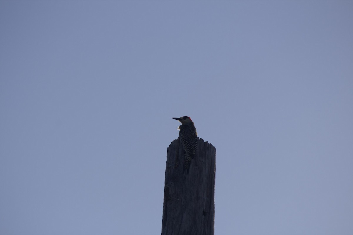 マユグロシマセゲラ - ML646647550