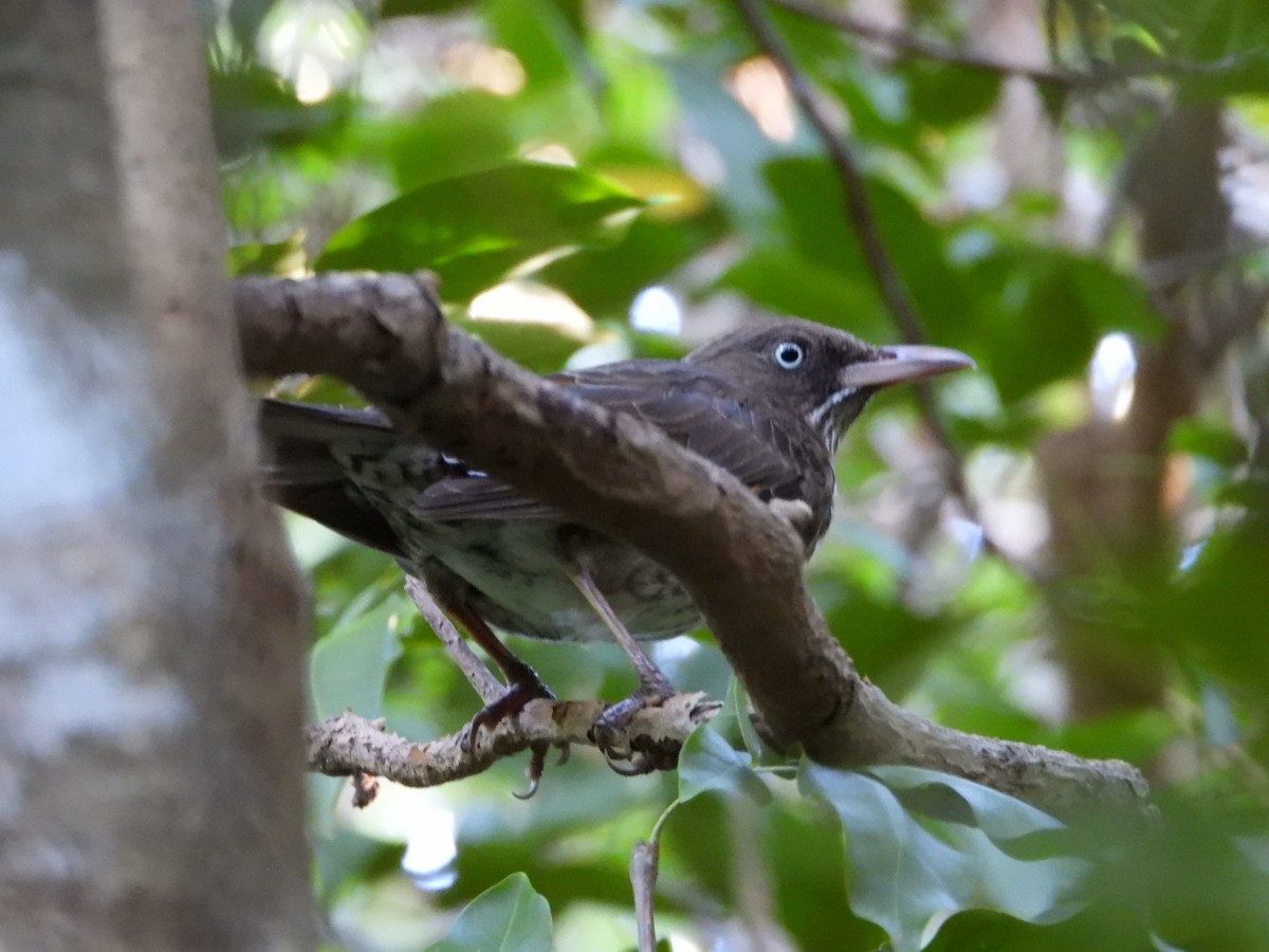 Pearly-eyed Thrasher - ML646647552