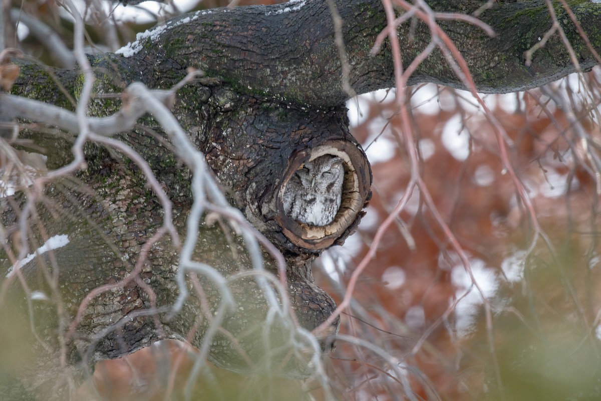 Eastern Screech-Owl - ML646647553