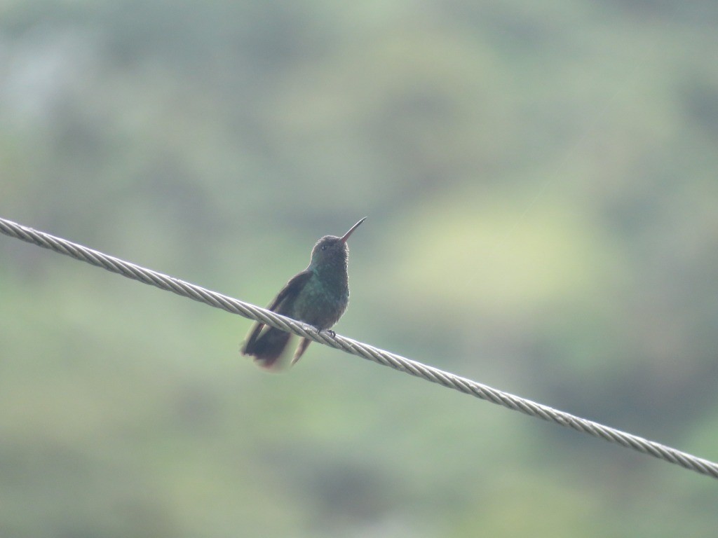 Steely-vented Hummingbird - ML646647558