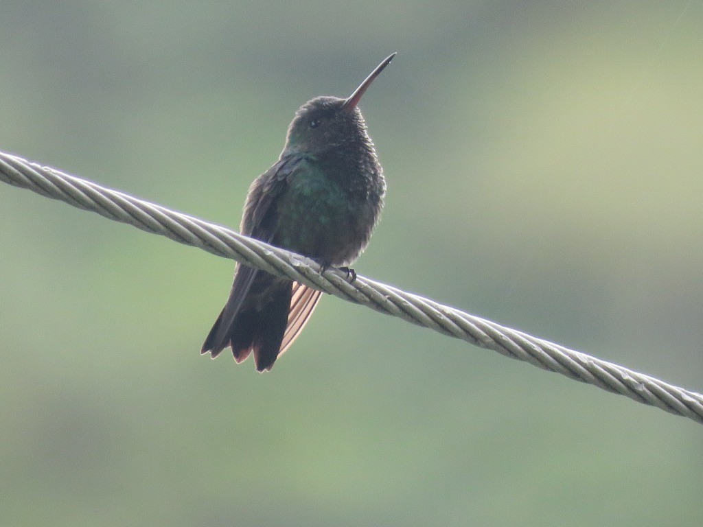 Steely-vented Hummingbird - ML646647559