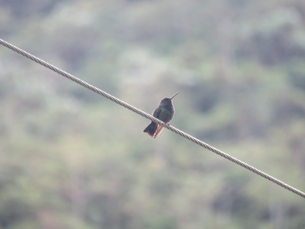 Steely-vented Hummingbird - ML646647560