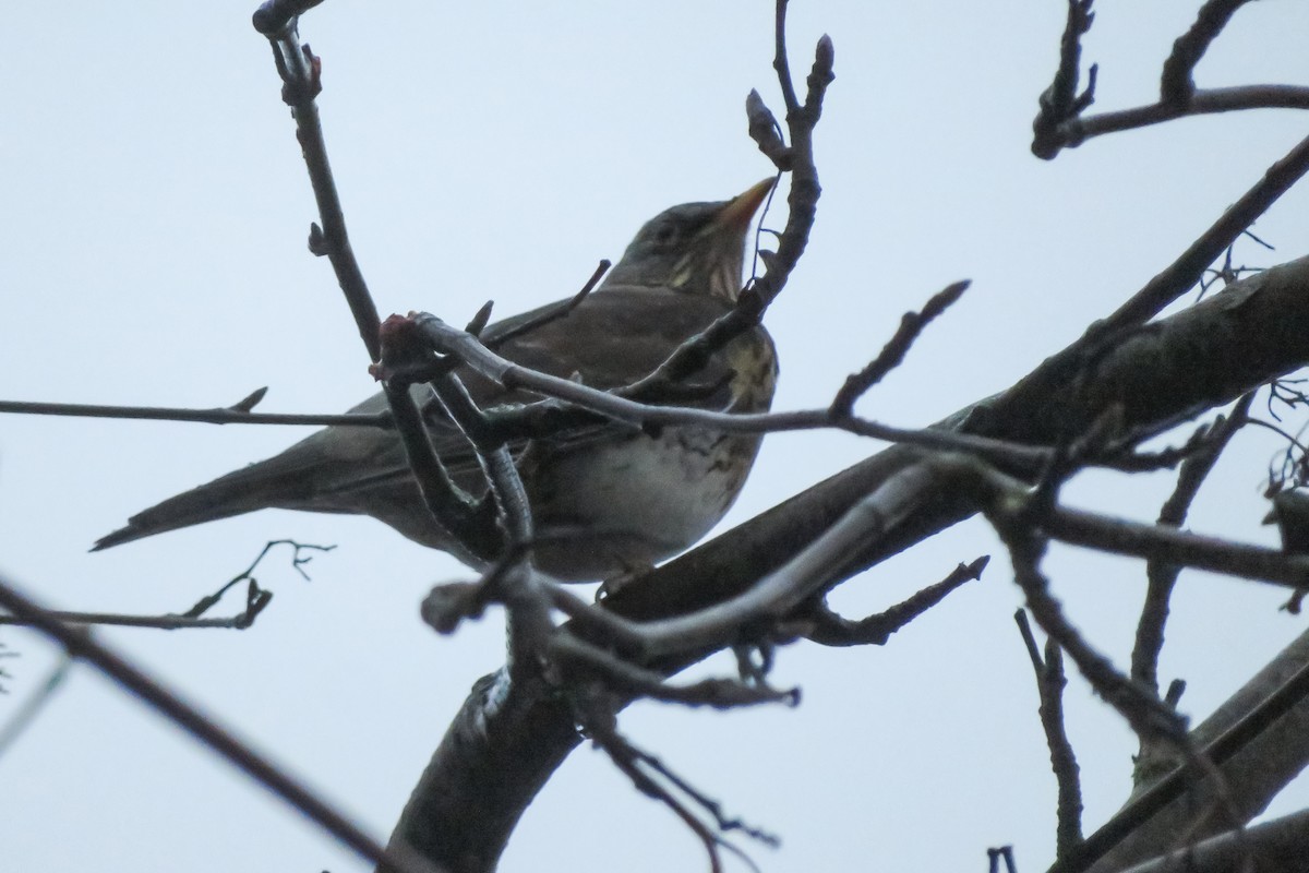 ノハラツグミ - ML646647561