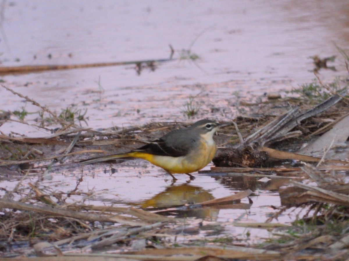 Gray Wagtail - ML646647563